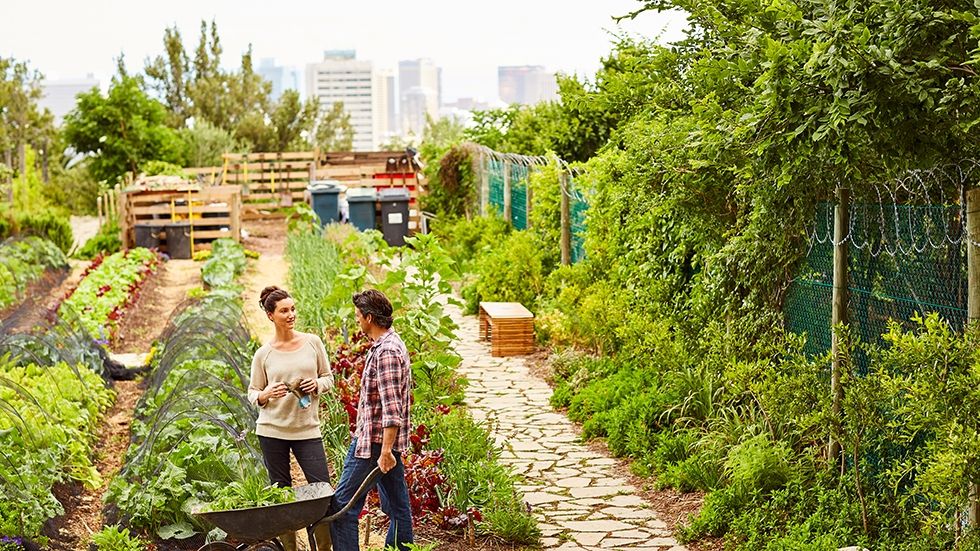 Agriculture Urbaine Periurbaine Mirage Ou Realite