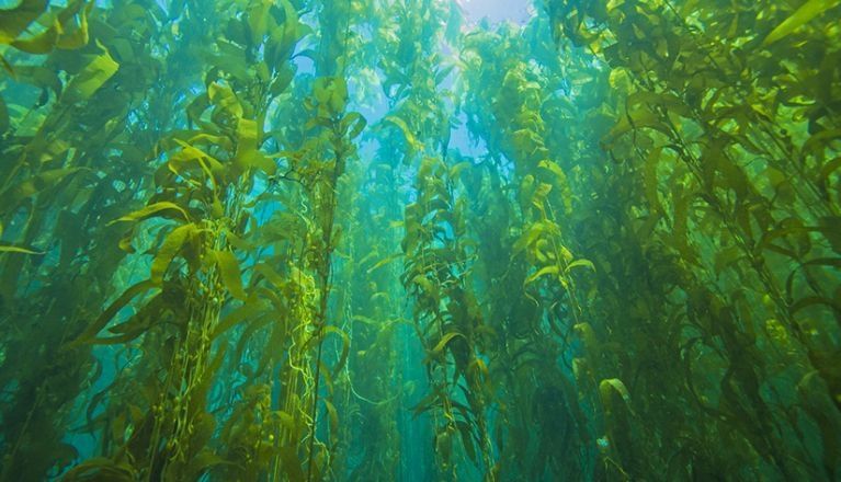 Seaweed: towards a greener future