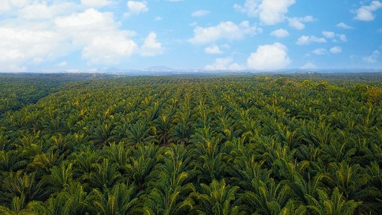 The war in Ukraine is aggravating the palm oil crisis in Indonesia