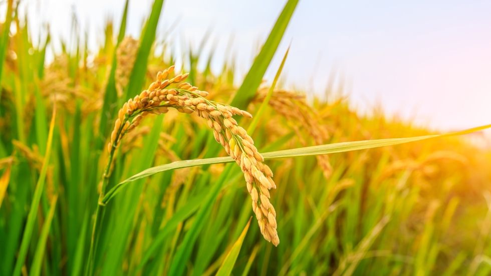 PRISME – L'analyse de la conjoncture et de l'actualité agricole et agroalimentaire du Crédit Agricole